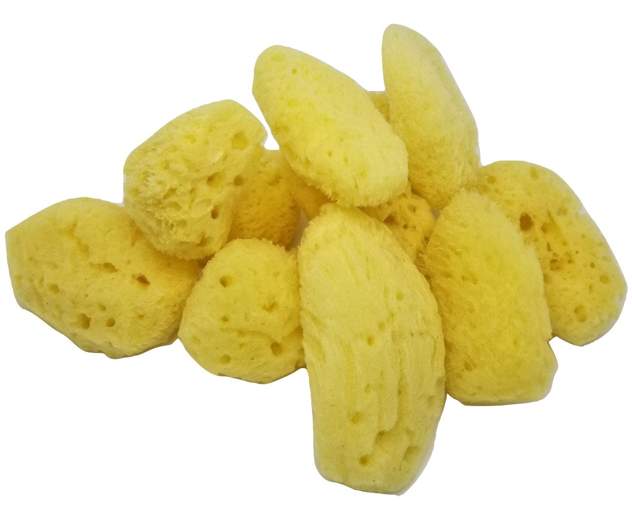 Sea Sponge
