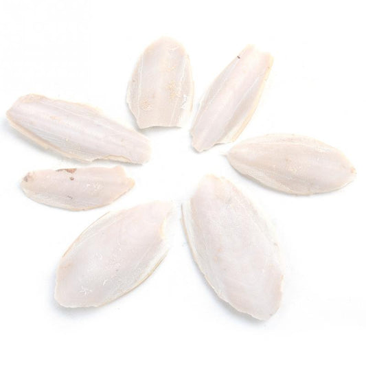 Cuttle Bone Piece - Calcium Supplement