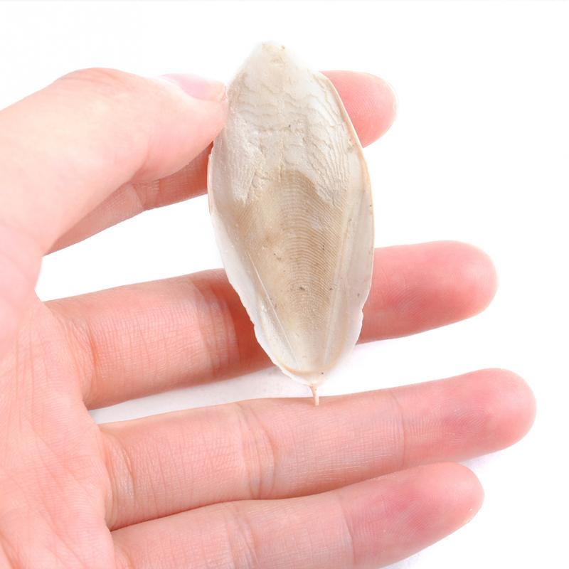 Cuttle Bone Piece - Calcium Supplement