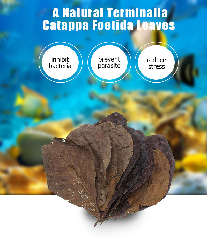Medium Catappa Leaves (Almond Leaves, Terminilia)