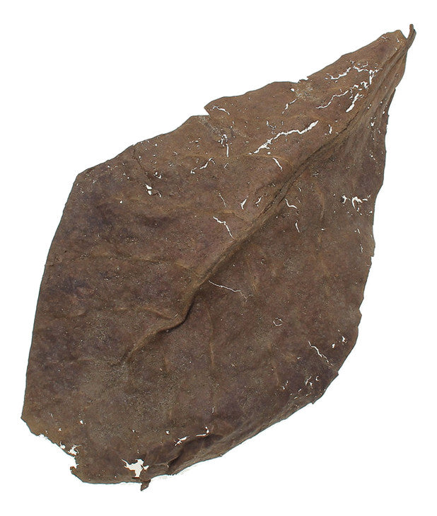 Medium Catappa Leaves (Almond Leaves, Terminilia)