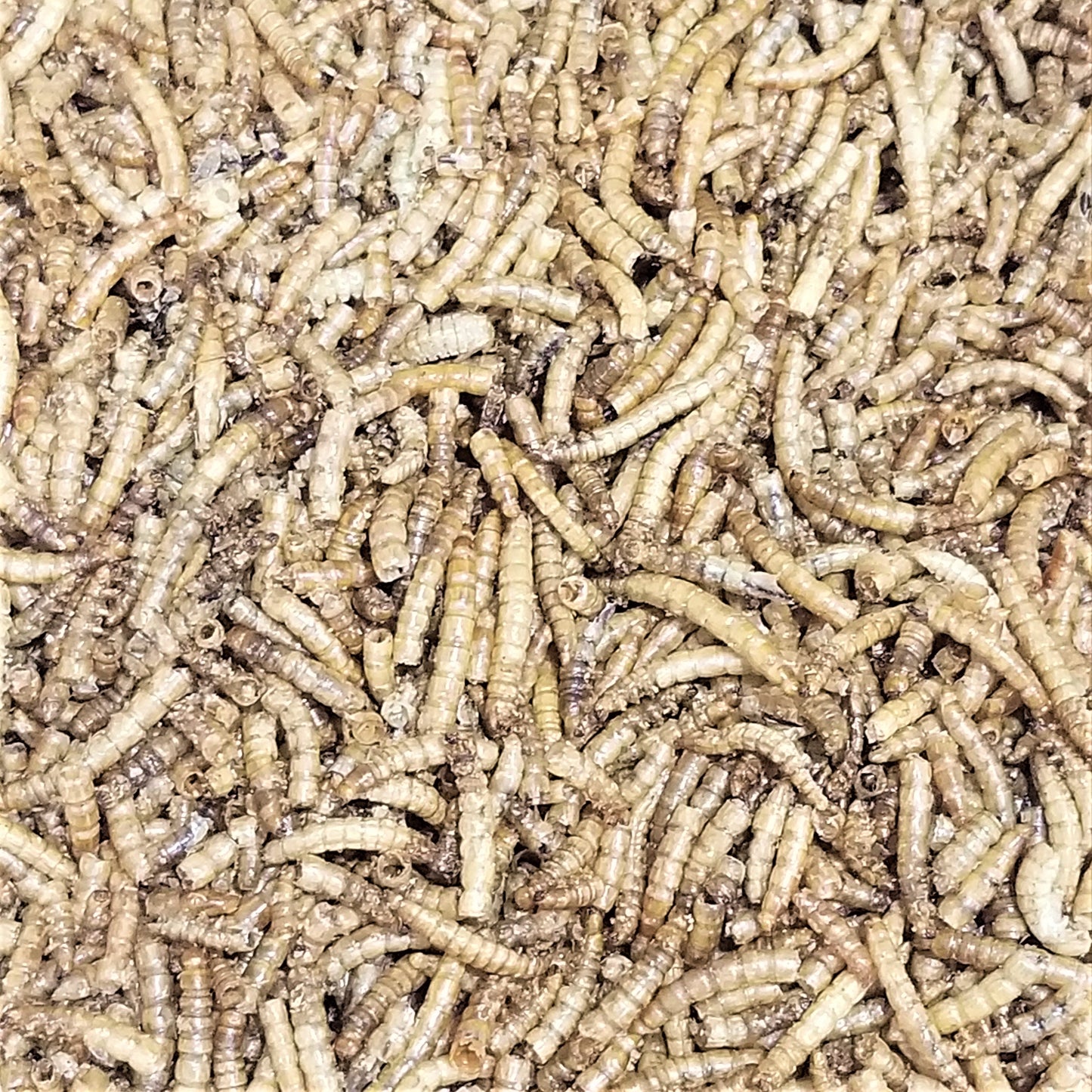 Freeze Dried Mealworms