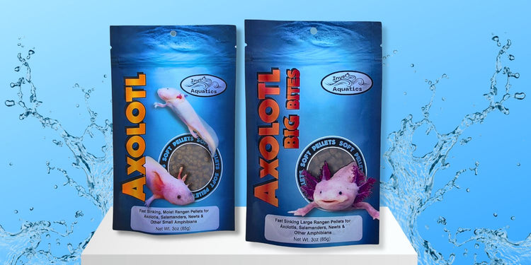 Axolotl