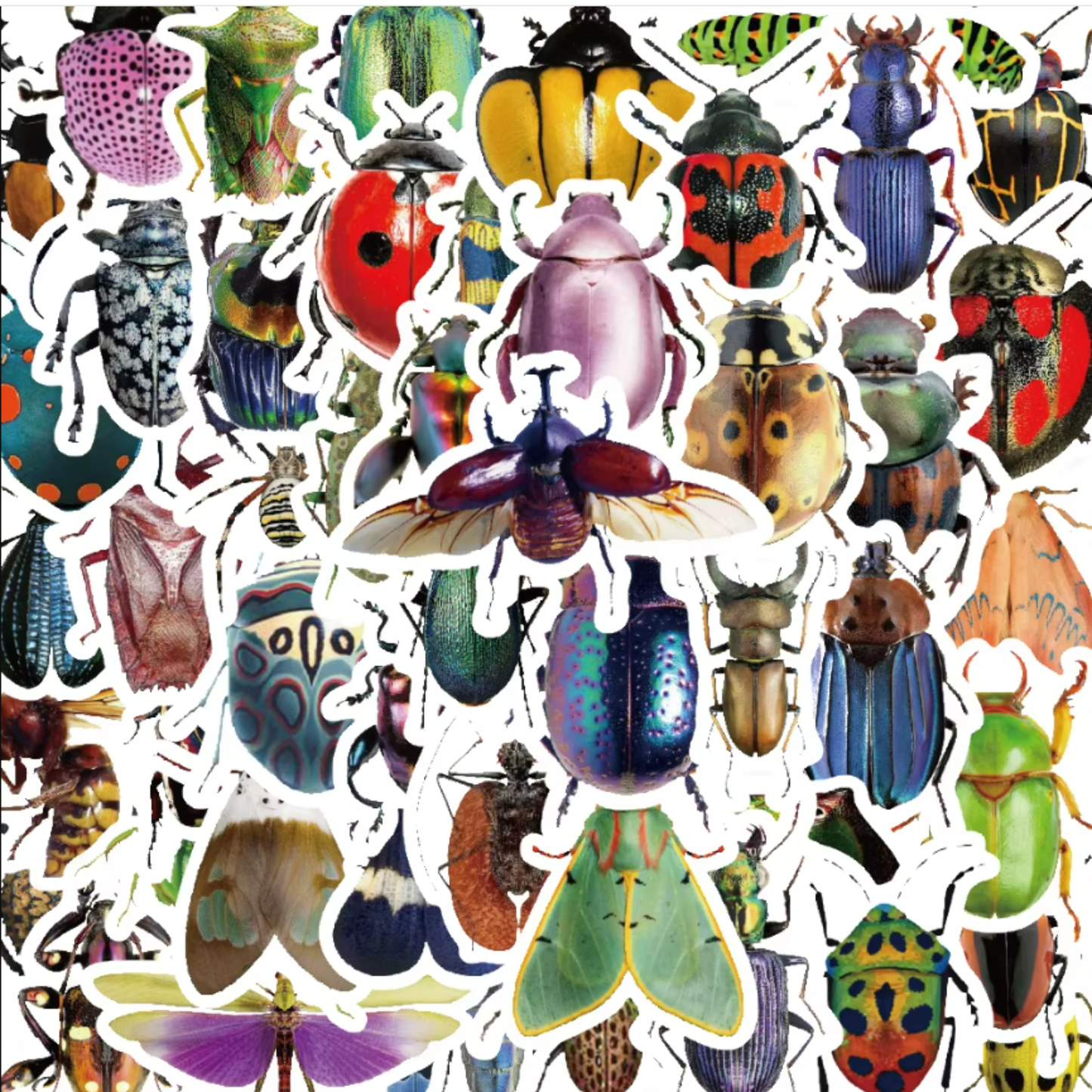Insect Stickers (50pcs)