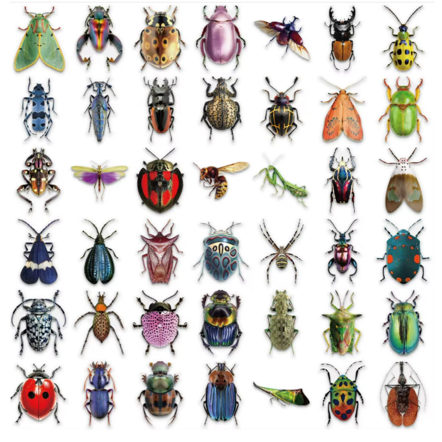Insect Stickers (50pcs)