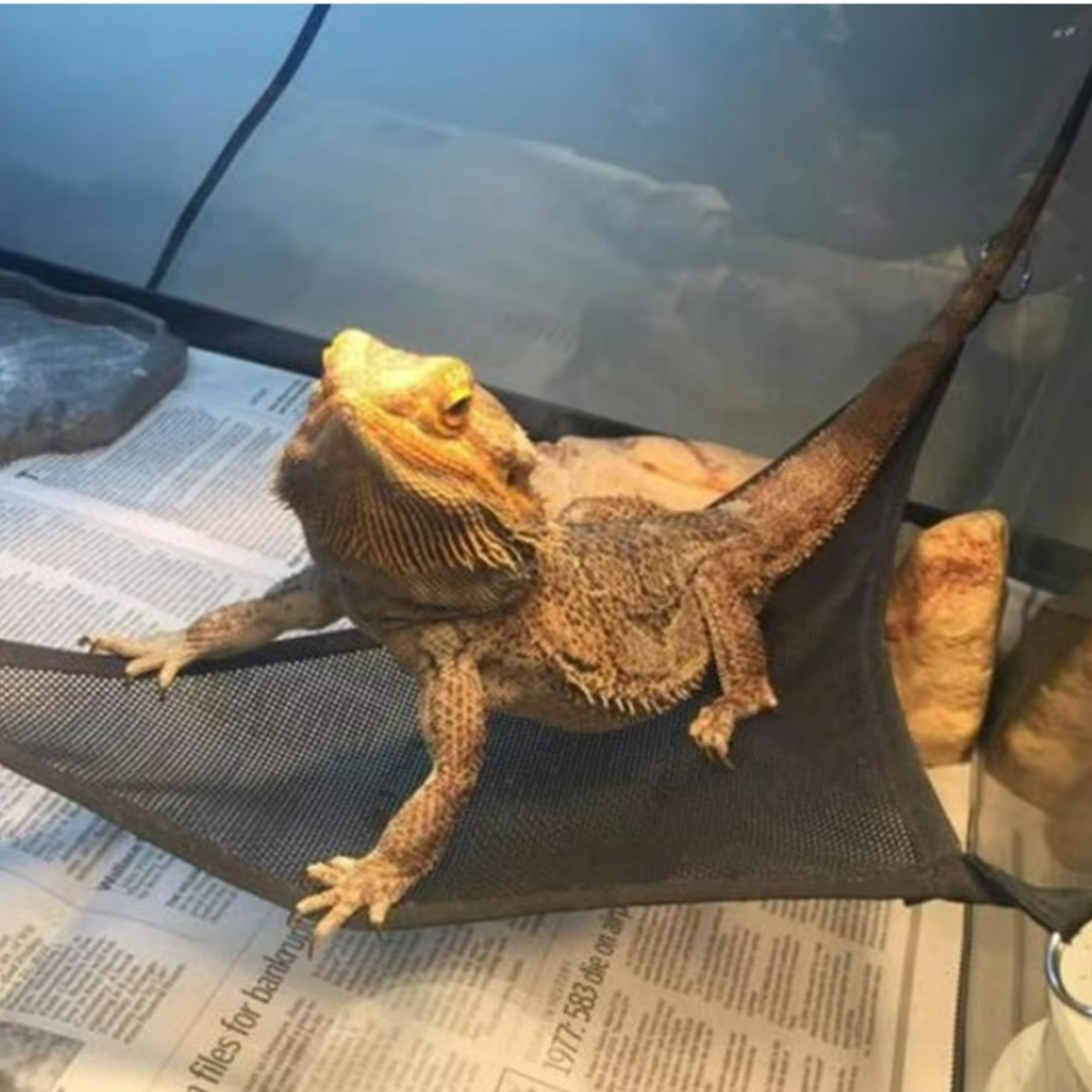 Reptile Hammock
