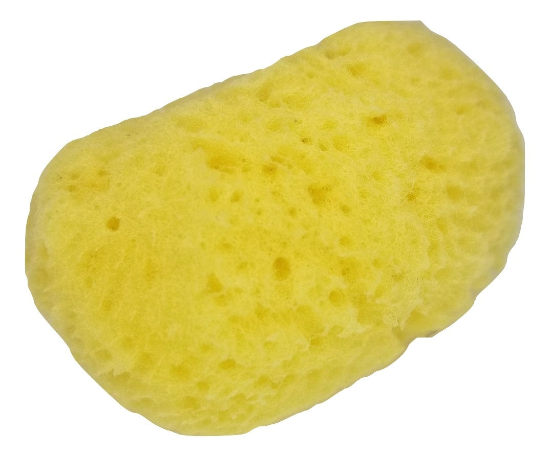 Sea Sponge