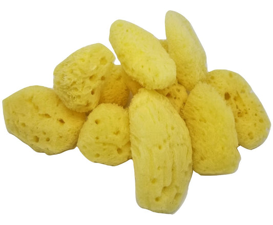Sea Sponge