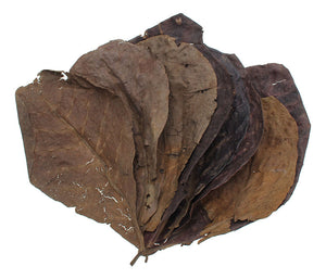 Medium Catappa Leaves (Almond Leaves, Terminilia) 5-8" Long - 20 Pack